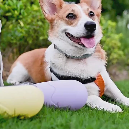 Pet Cat or Dog Water Bottle