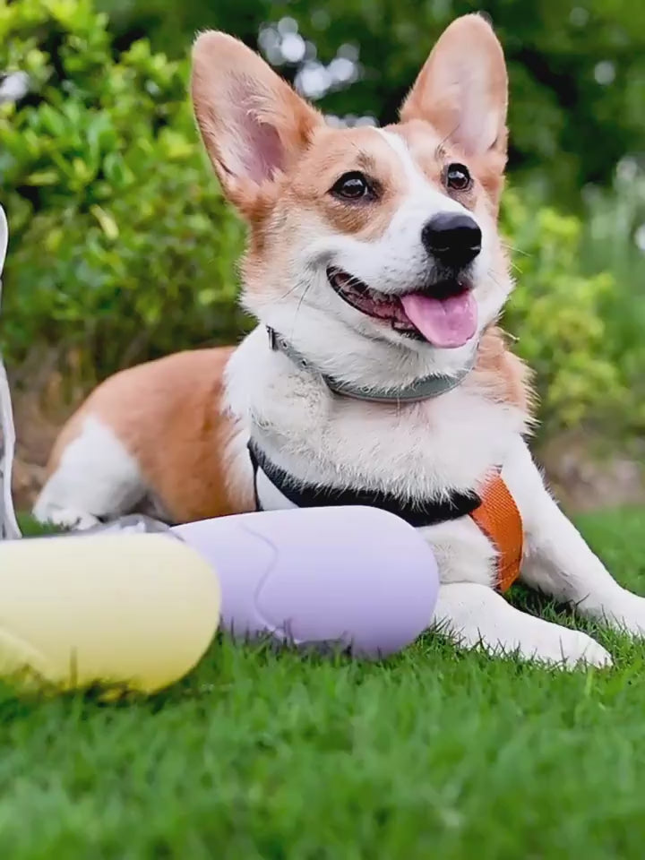 Pet Cat or Dog Water Bottle